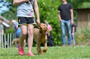 Hundetræning for børn